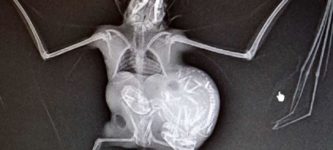 X-ray+of+a+pregnant+bat+and+her+twin+babies