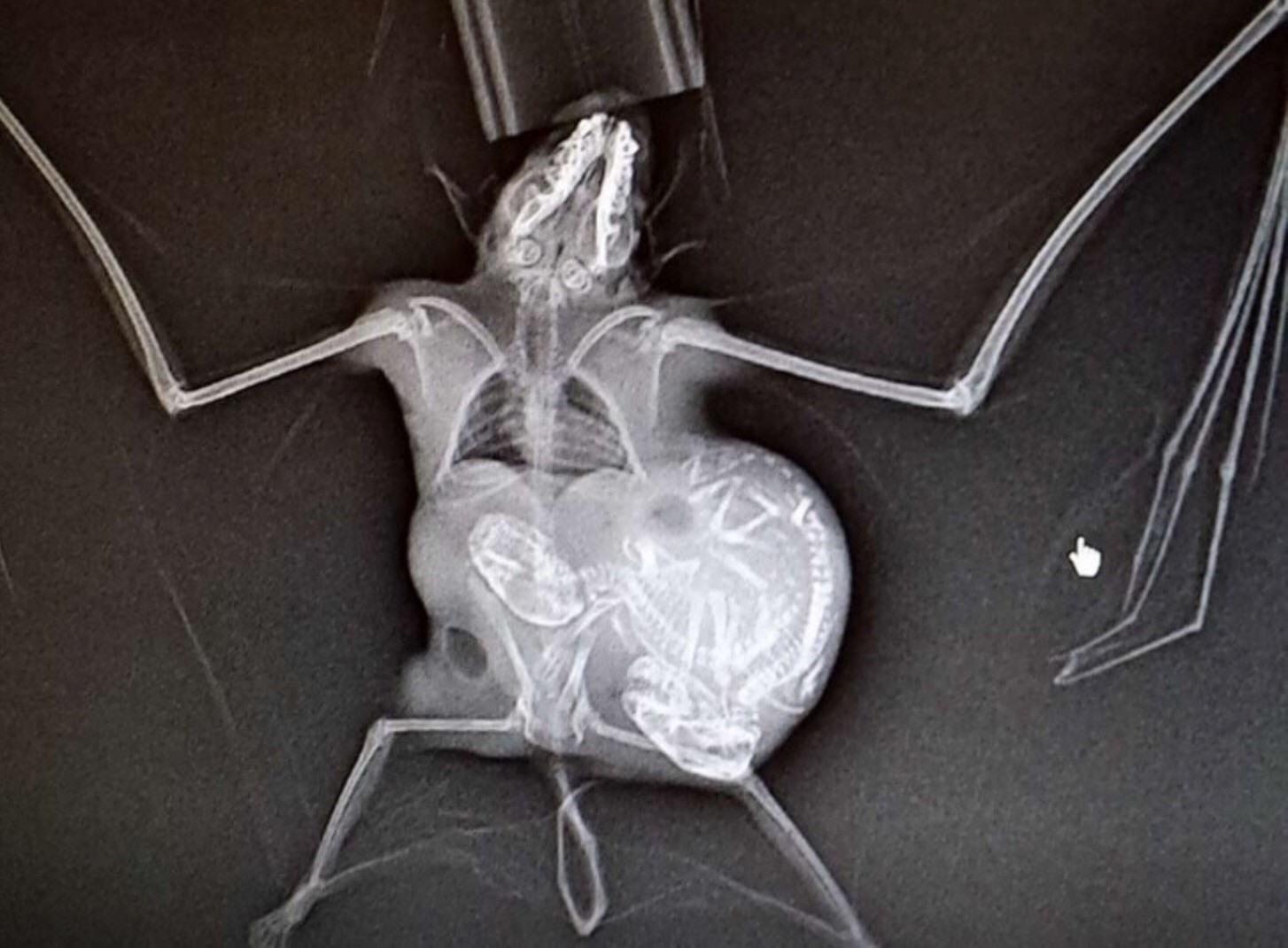X-ray+of+a+pregnant+bat+and+her+twin+babies