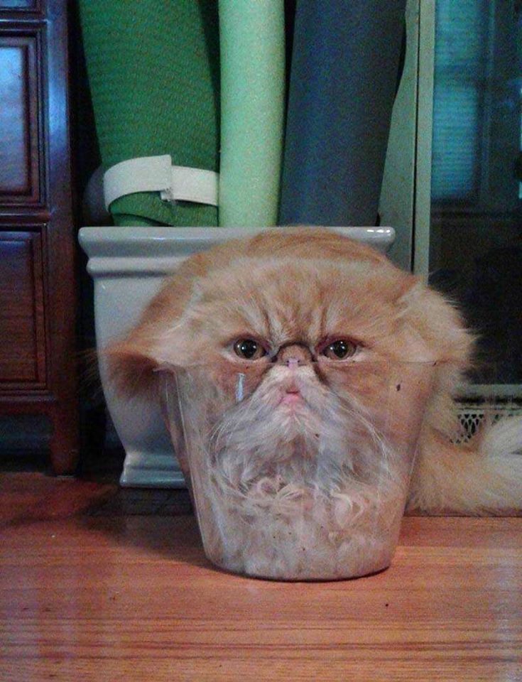 Bought+him+a+bed%26%238230%3B+He+still+prefers+to+sleep+here.