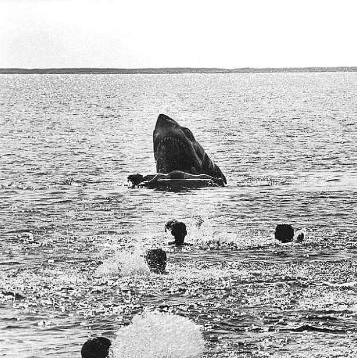 The+original+and+unused+death+scene+for+the+kid+in+Jaws