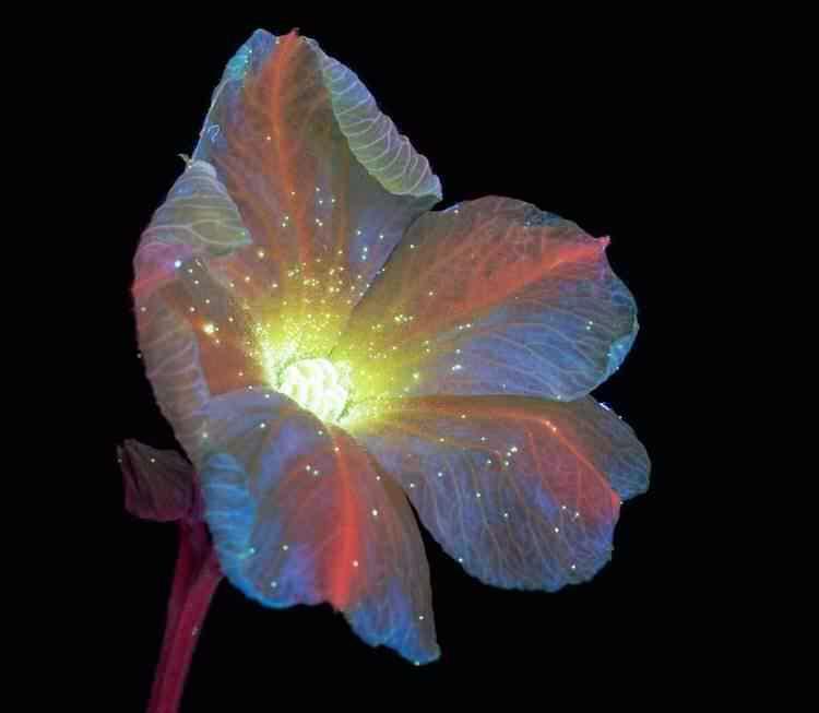Ultraviolet+photography+reveals+the+unexpected+fluorescence+of+flowers