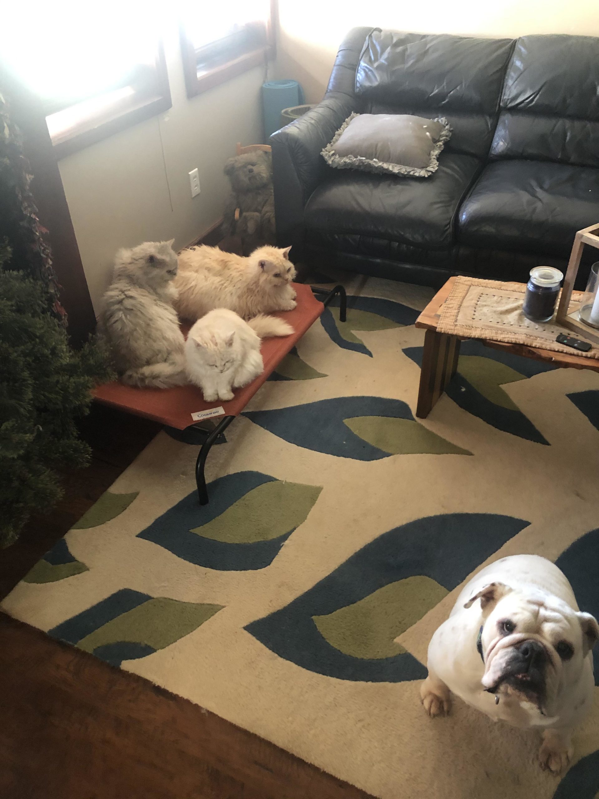 The+new+dog+bed+is+working+out+great.