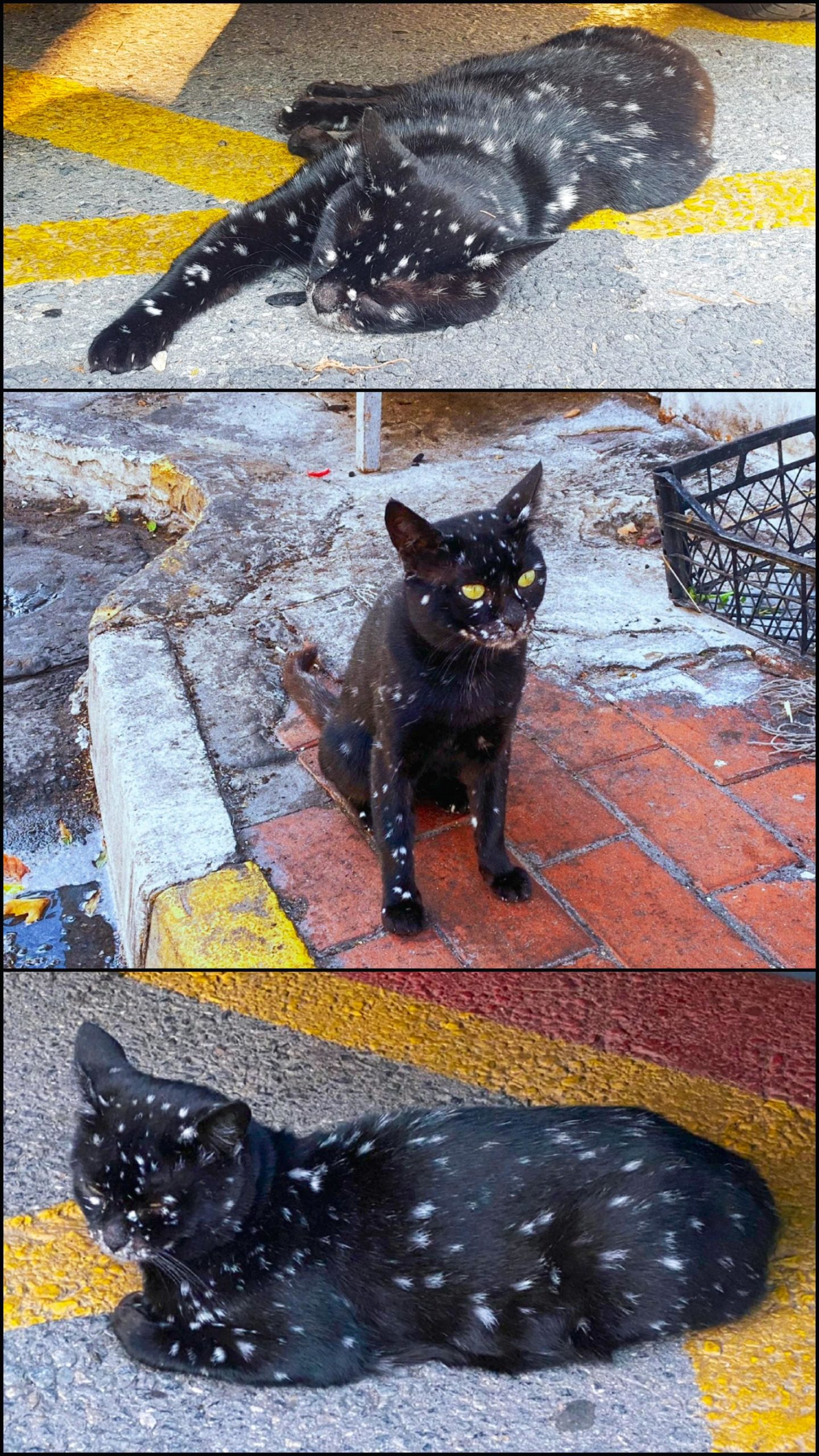 Cats+are+made+of+star+stuff%2C+also.