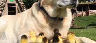 This+is+Fred.+Fred+adopted+9+ducklings+after+their+mother+went+missing.+Fred+is+a+very+good+boy.