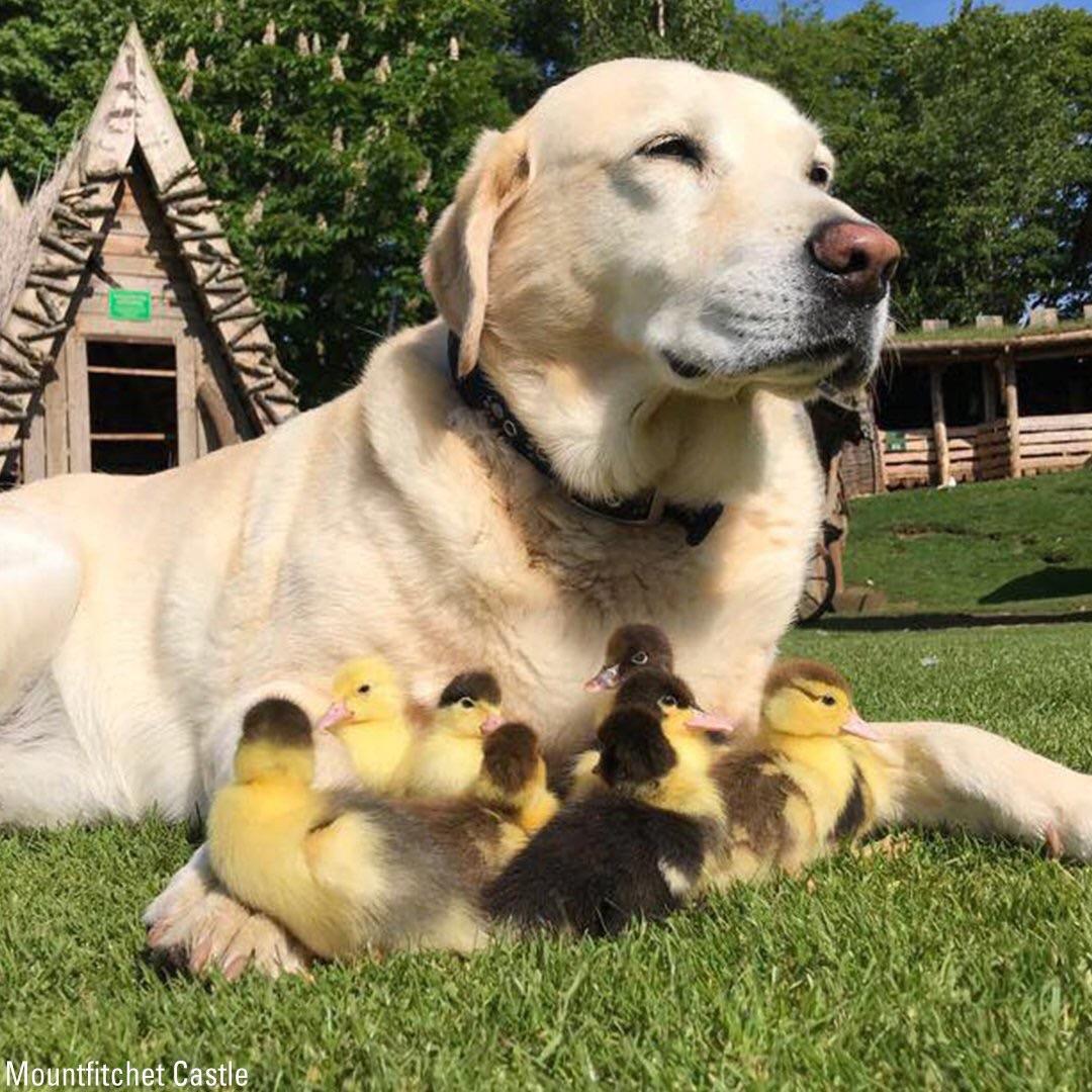 This+is+Fred.+Fred+adopted+9+ducklings+after+their+mother+went+missing.+Fred+is+a+very+good+boy.