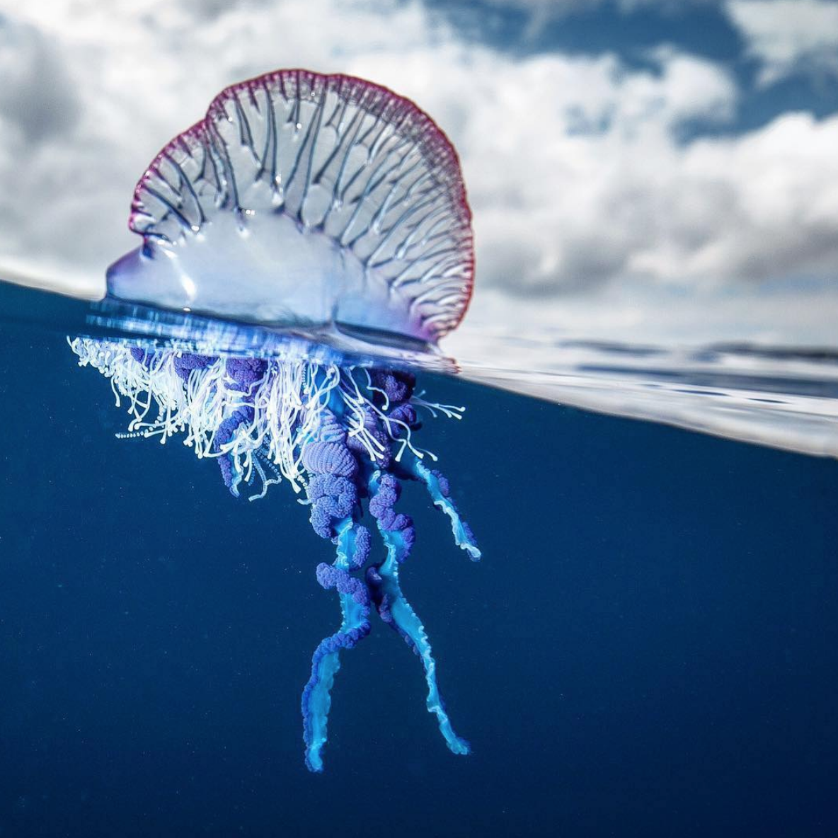 Portuguese+Man+of+War