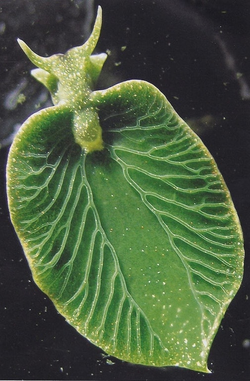 Elysia+chlorotica%2C+a+sea+slug+that+can+photosynthesize