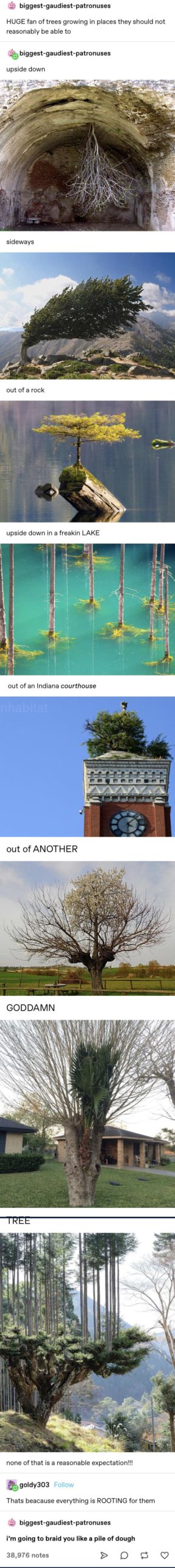 Where+there%26%238217%3Bs+a+will%2C+there%26%238217%3Bs+a+tree