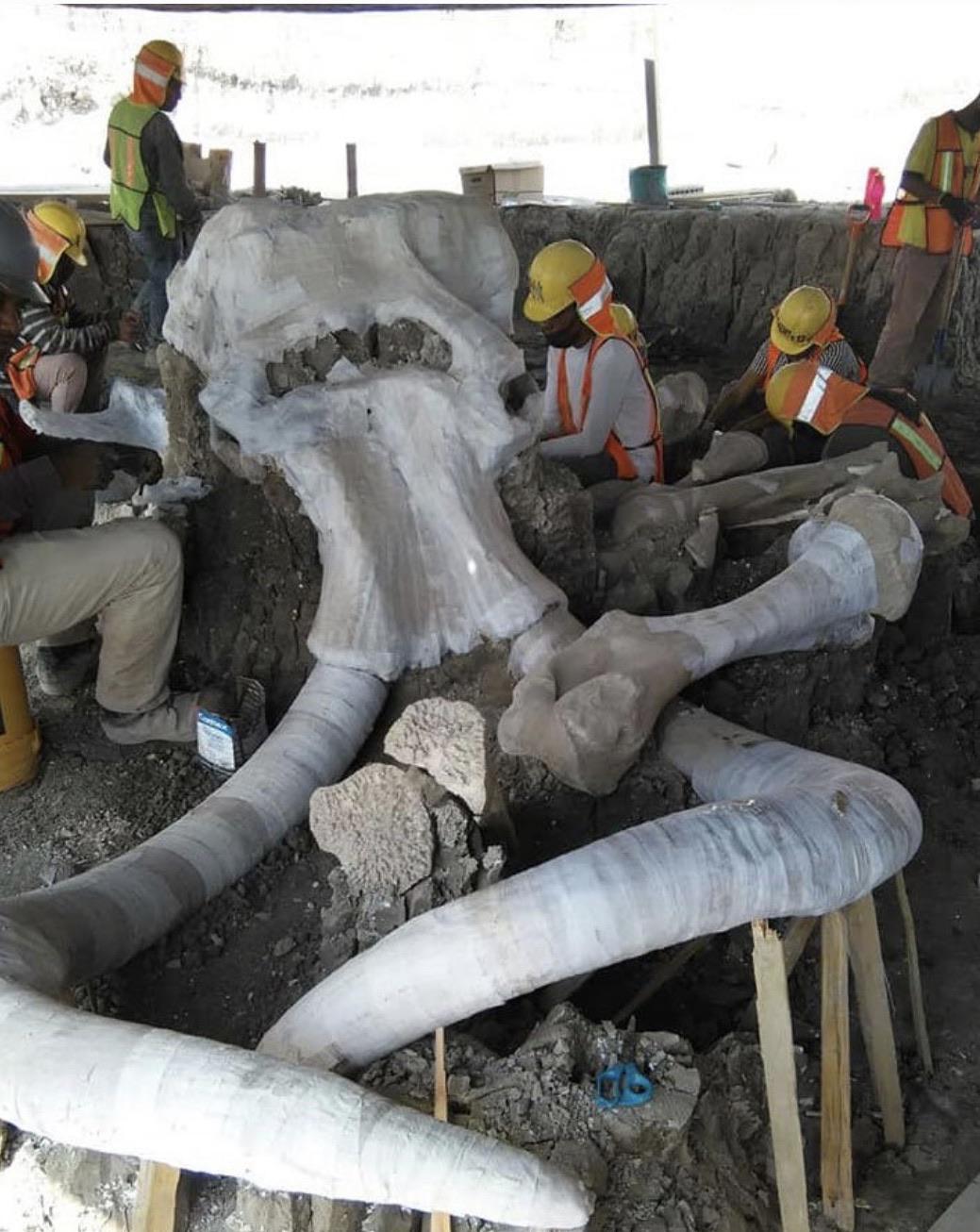Mammoth+bones+found+in+central+Mexico