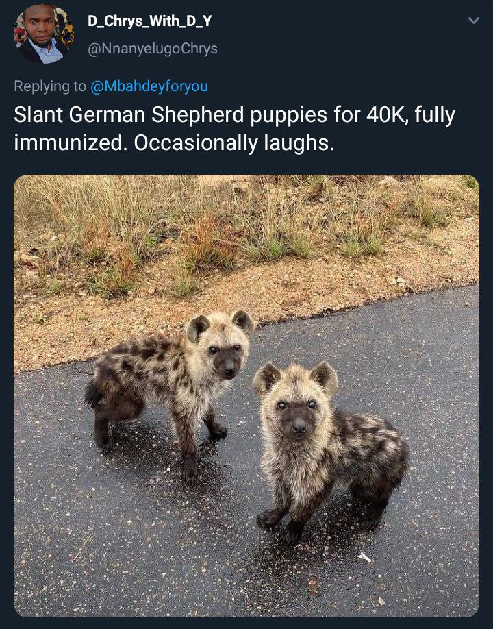 Forbidden+puppers.