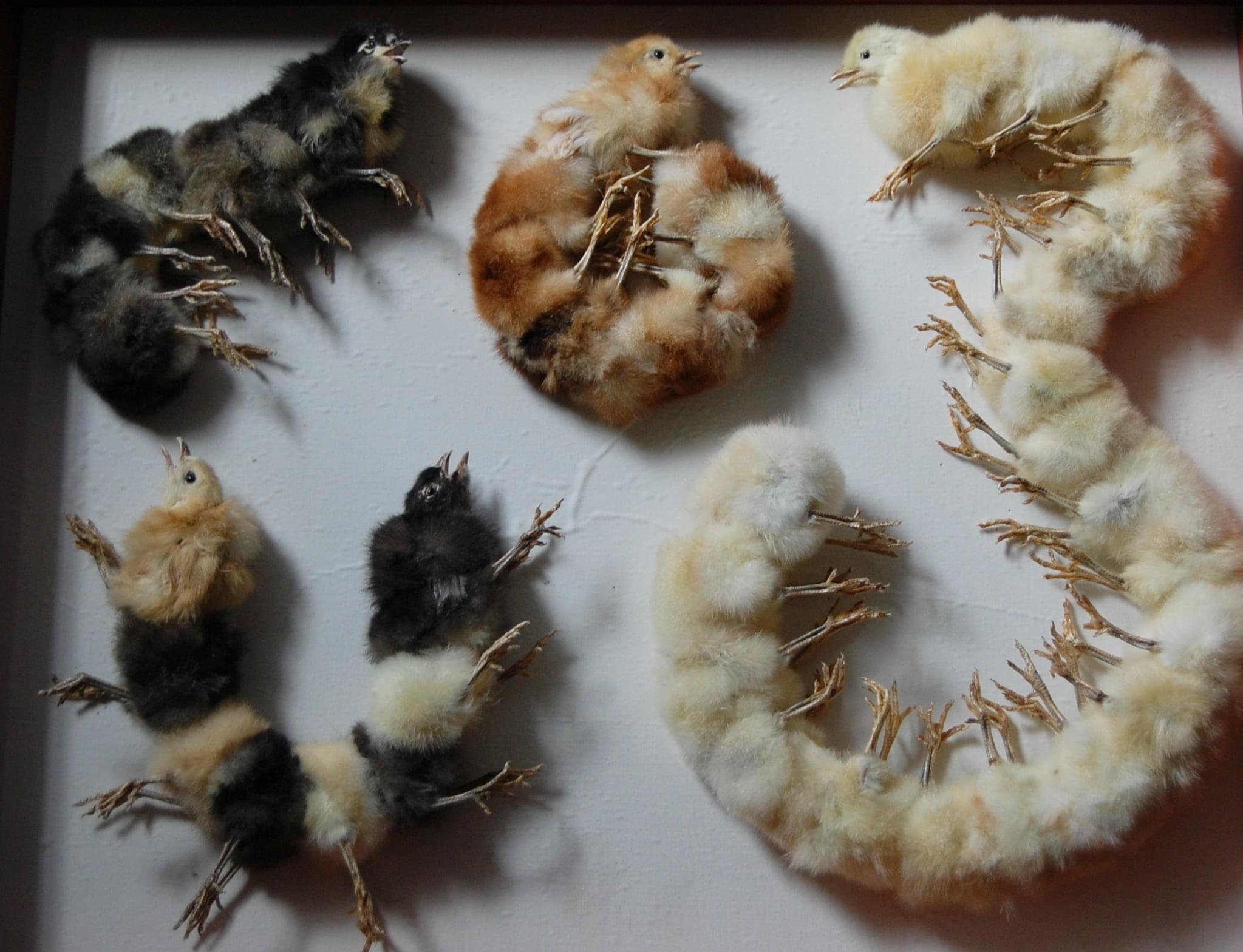 Taxidermy+is+an+art.