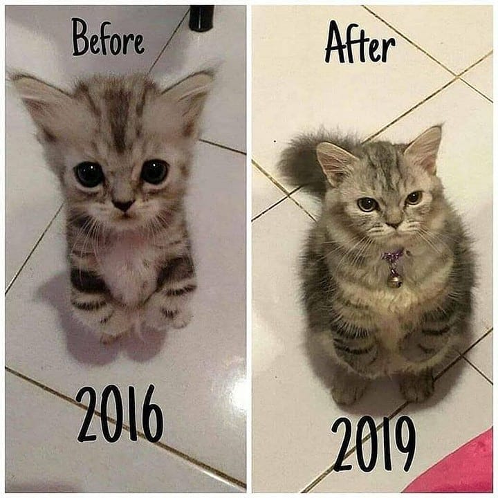 The+gato+has+seen+some+things%26%238230%3B