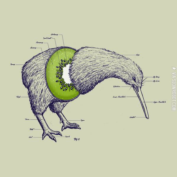 Kiwi+anatomy.