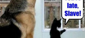 Dogs+vs.+cats.