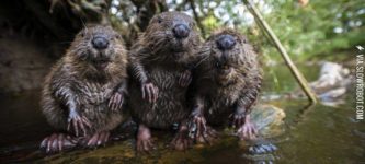 3+Beavers+chilling+by+the+water