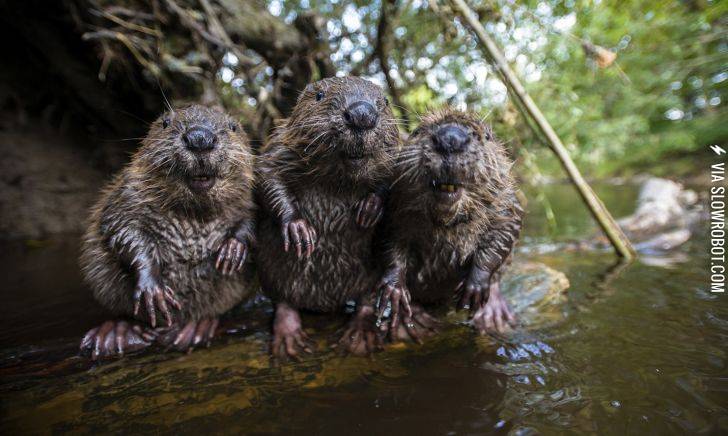 3+Beavers+chilling+by+the+water