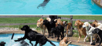 Pool+Party+For+Dogs