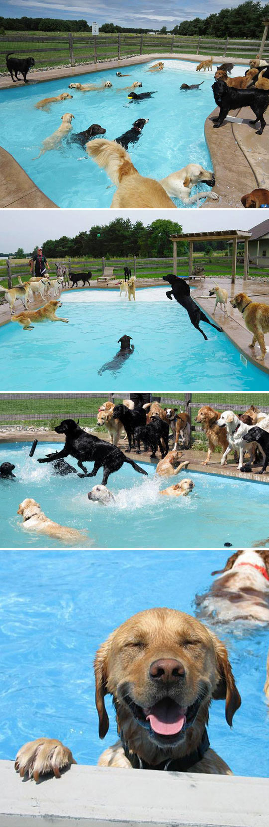 Pool+Party+For+Dogs