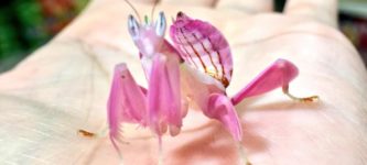 This+is+a+thing%3A+the+orchid+mantis