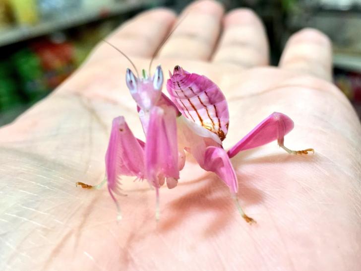This+is+a+thing%3A+the+orchid+mantis