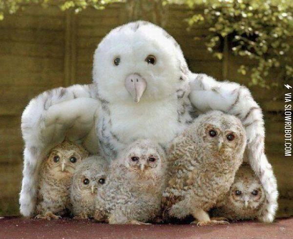 Owls%2C+as+it+turns+out%2C+are+not+that+smart.