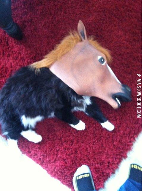 My+cat+thinks+she%26%238217%3Bs+a+horse.