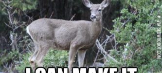 Deer+logic.