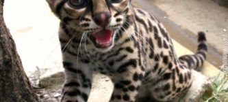 A+Margay+cub