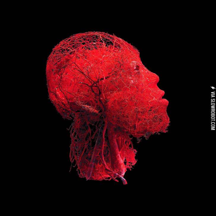 Circulatory+system+of+the+human+head