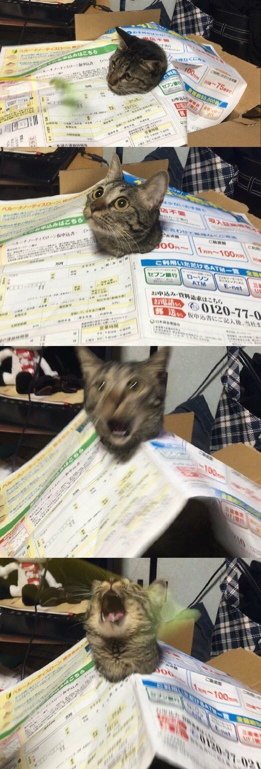 The+Stages+Of+Cat+Panic