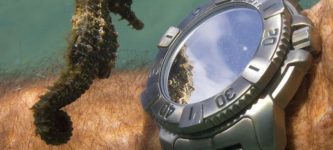 Seahorse+seeing+its+reflection+in+the+watch+of+a+diver