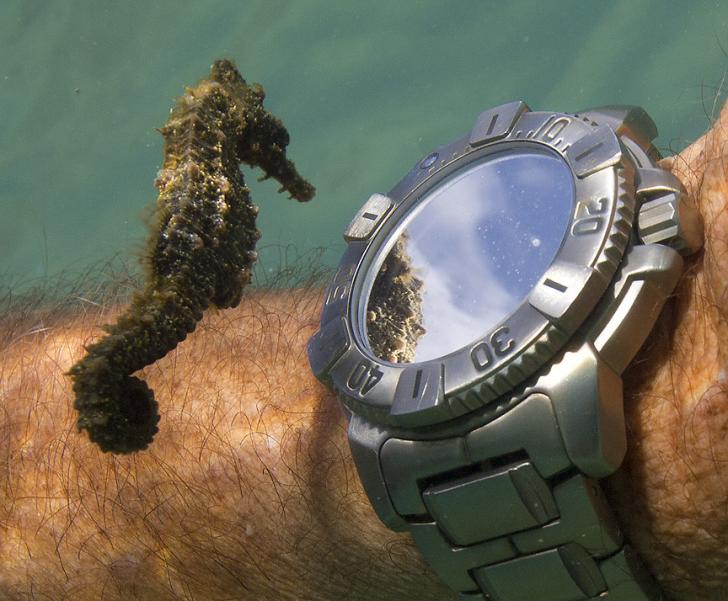 Seahorse+seeing+its+reflection+in+the+watch+of+a+diver