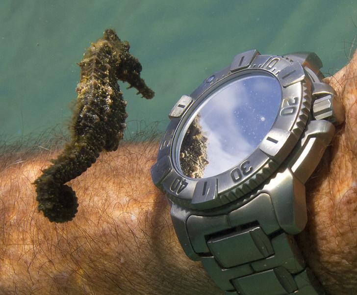 Seahorse+seeing+its+reflection+in+the+watch+of+a+diver