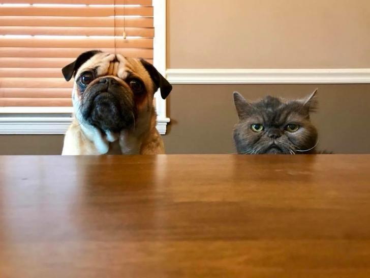 The+pug+is+the+concerned+mother%2C+while+the+cat+is+the+disappointed+father.