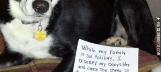 Dog+Shaming