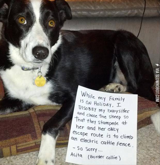 Dog+Shaming