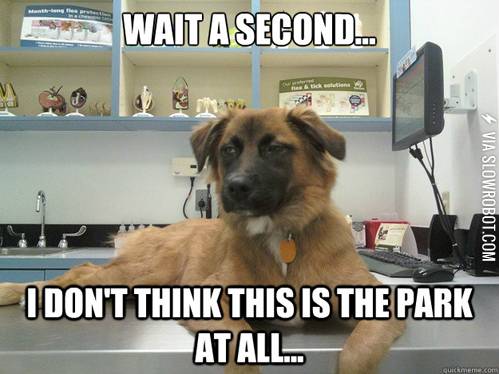 A+dog%26%238217%3Bs+life.