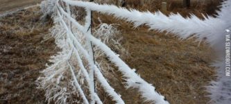 Frost+growing+on+a+fence