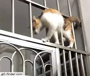 Cat+slithering+through+bars