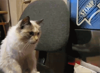 Wut+r+u+doing+human%3F+Stahp%21