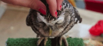 Owl+head+rub