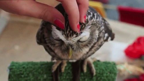 Owl+head+rub