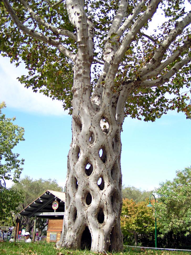 6+Sycamores+were+shaped%2C+bent%2C+and+braided+to+form+this