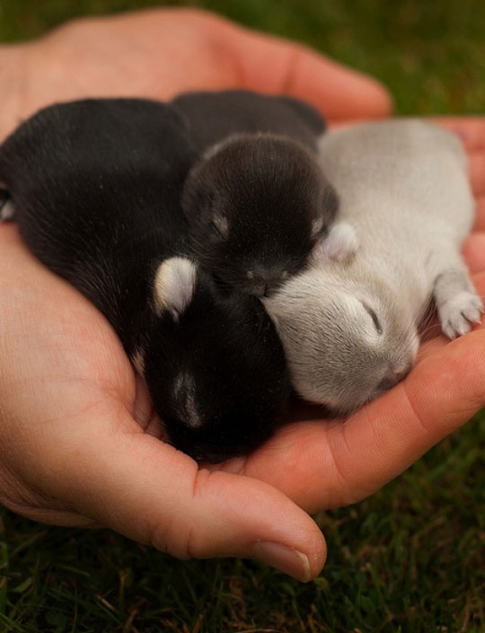 Just+A+Handful+Of+Baby+Bunnies