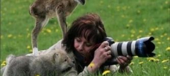 A+photographer+gets+approached+by+a+baby+deer+AND+a+baby+wolf+while+out+in+the+field.