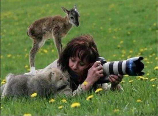 A+photographer+gets+approached+by+a+baby+deer+AND+a+baby+wolf+while+out+in+the+field.