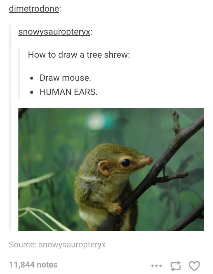 How+to+draw+a+tree+shrew