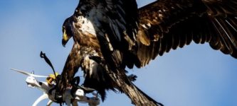 Eagles+catching+drones