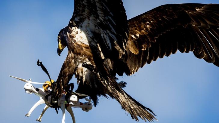 Eagles+catching+drones