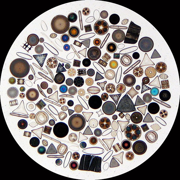 Diatom+Plankton